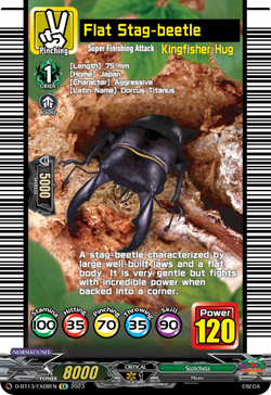 Flat Stag-beetle - D-BT13/EX08EN