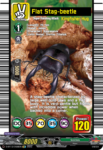 Flat Stag-beetle - D-BT13/EX08EN