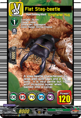 Flat Stag-beetle - D-BT13/EX08EN